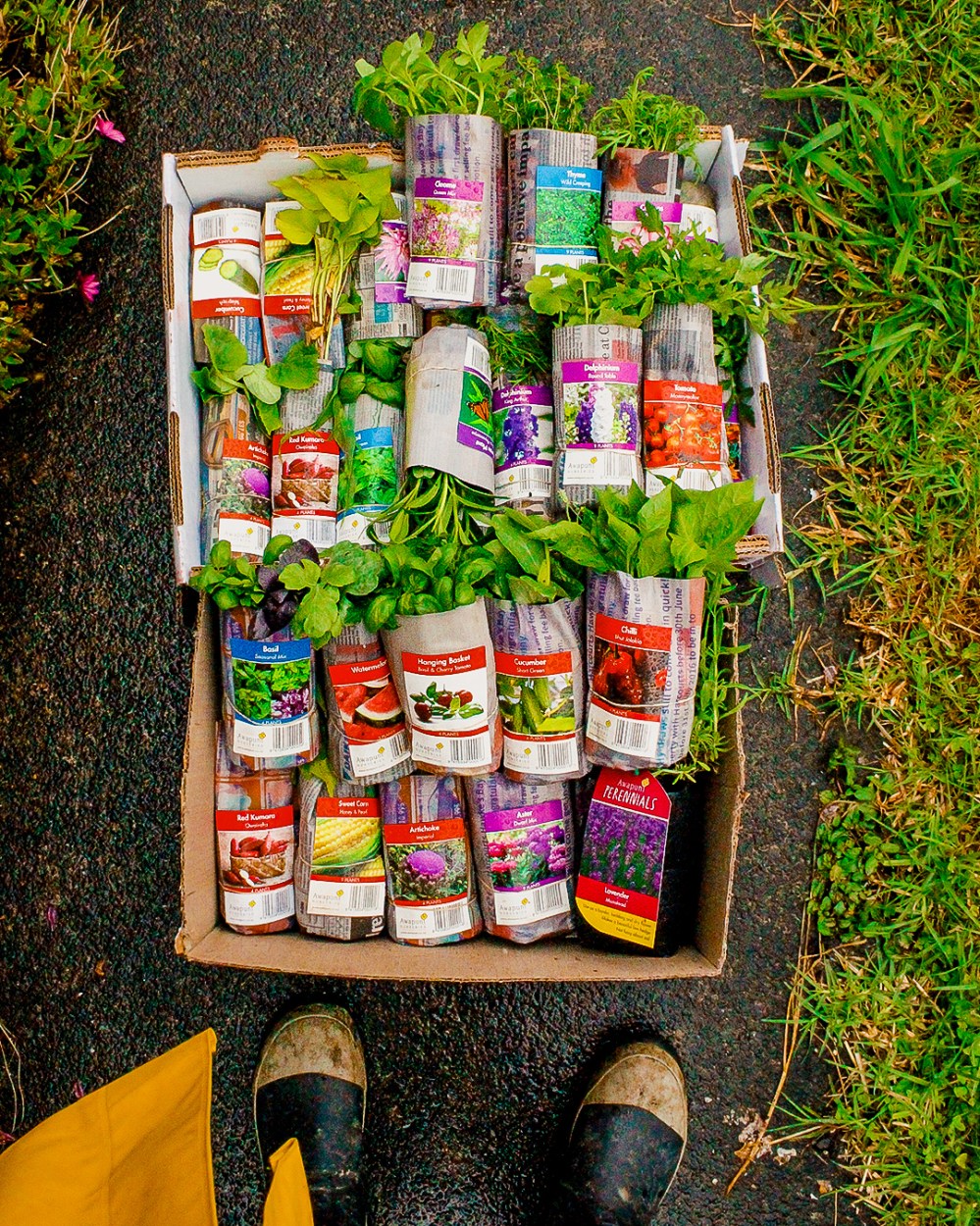 How To Plan Your Own Vegetable Garden