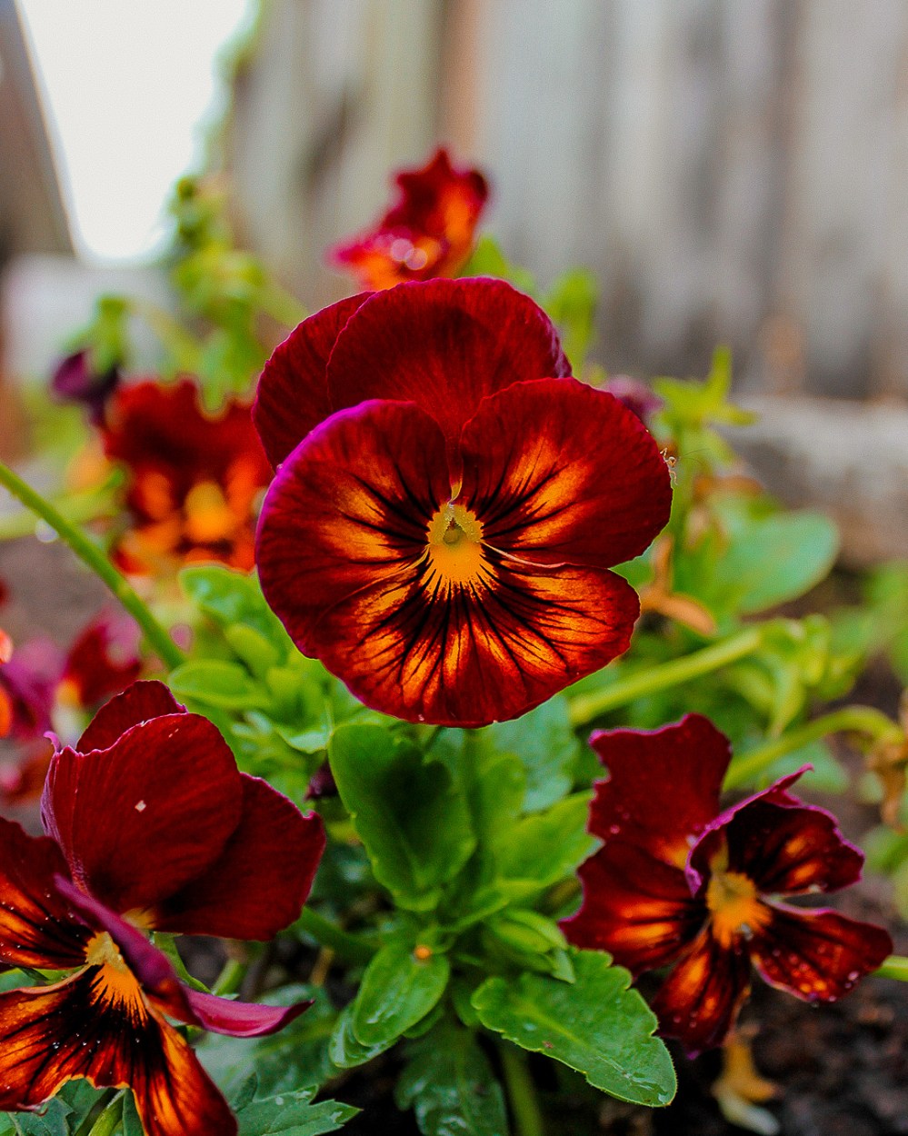 pansy
