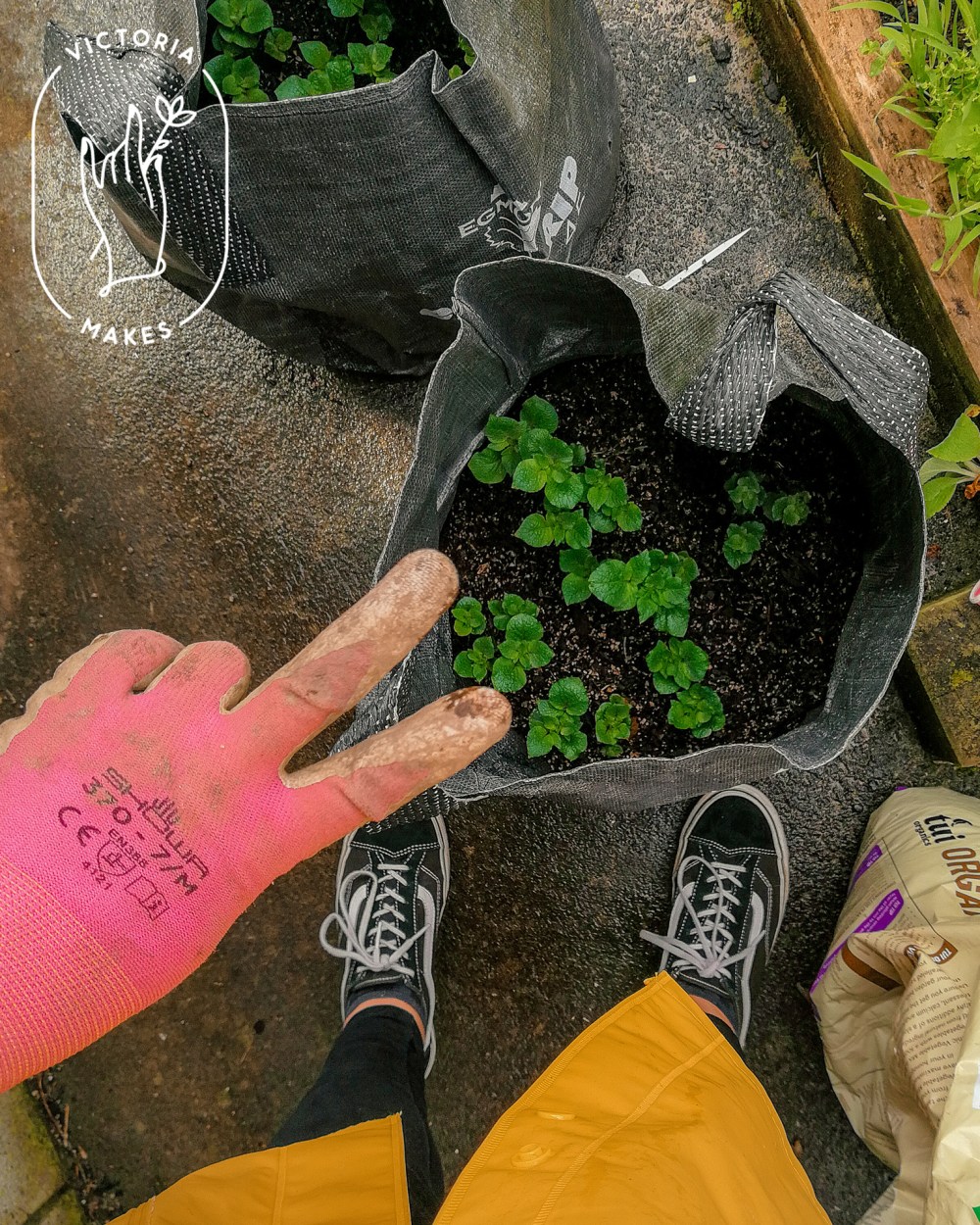 How To Grow Potatoes In A Bag